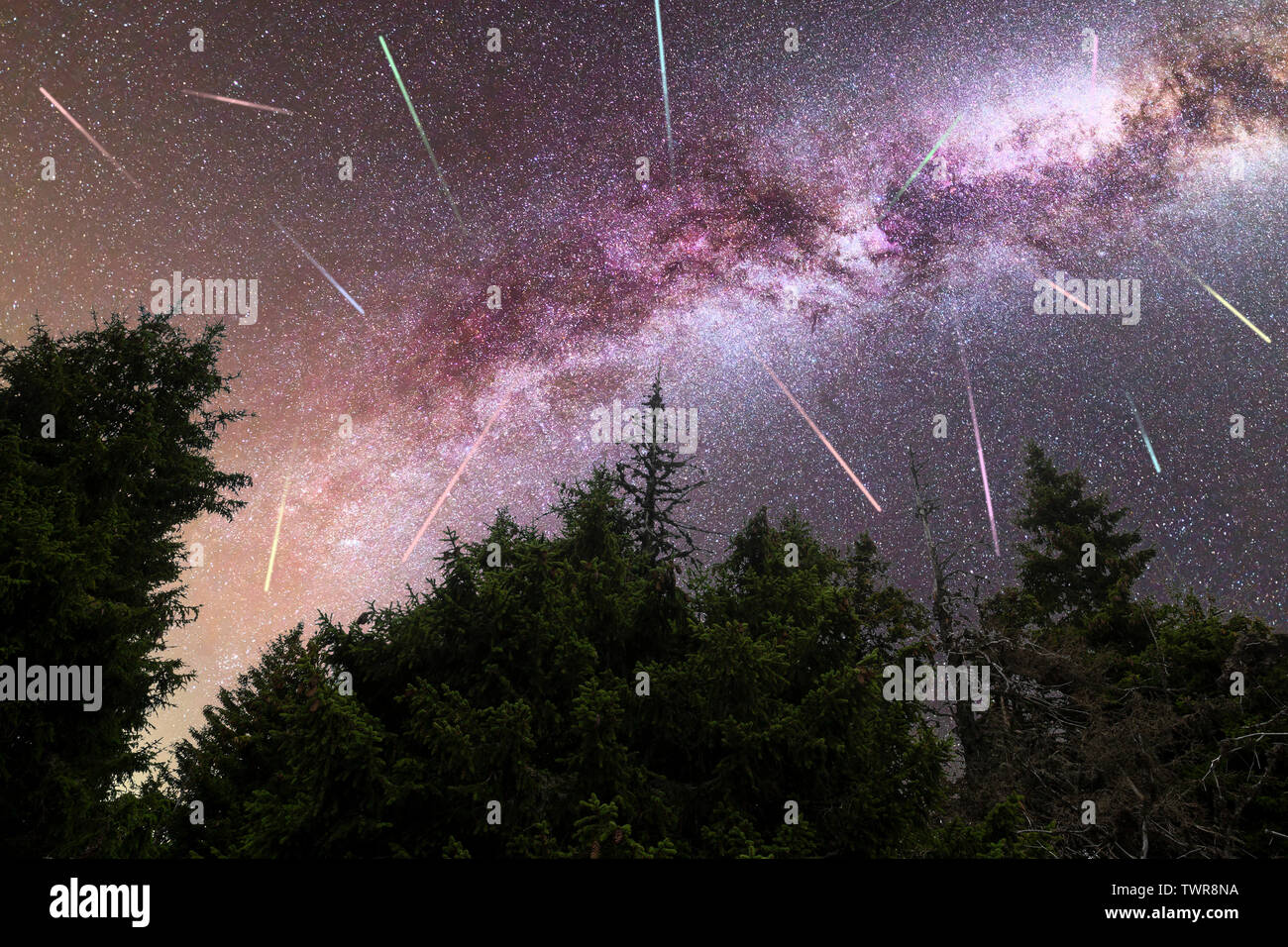 Meteor Tree A view of a Meteor Shower and the purple Milky Way with pine trees ...