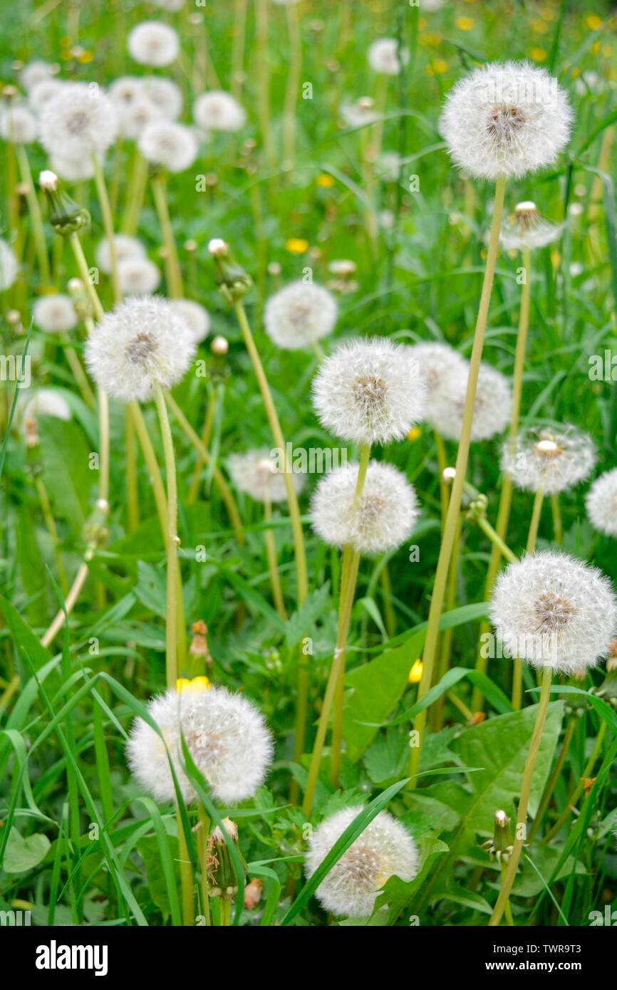 Dandelion White 100 Seed Bed Summer Plant 