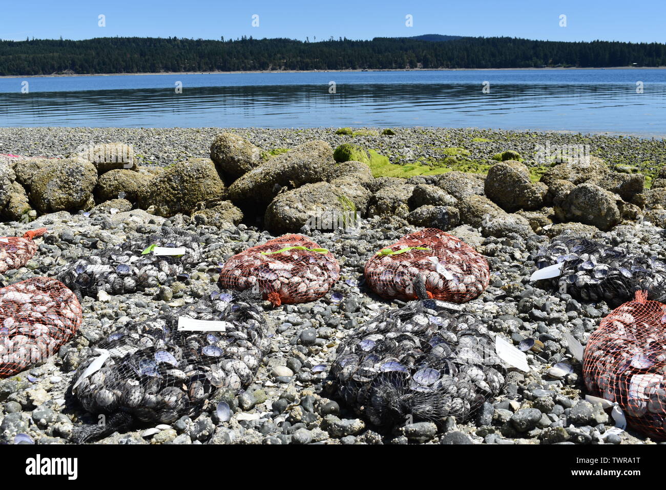 Live clams, bagged and labelled for distribution and sale, on Vancouver Island, Canada Stock