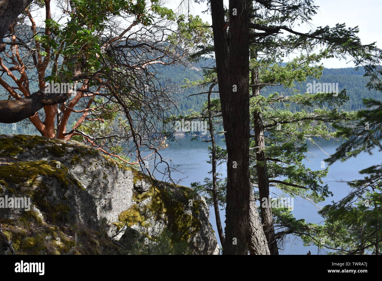A barkless arbutus tree in Stoney Hill Park, overlooking Cowichan Bay, BC, Canada Stock Photo