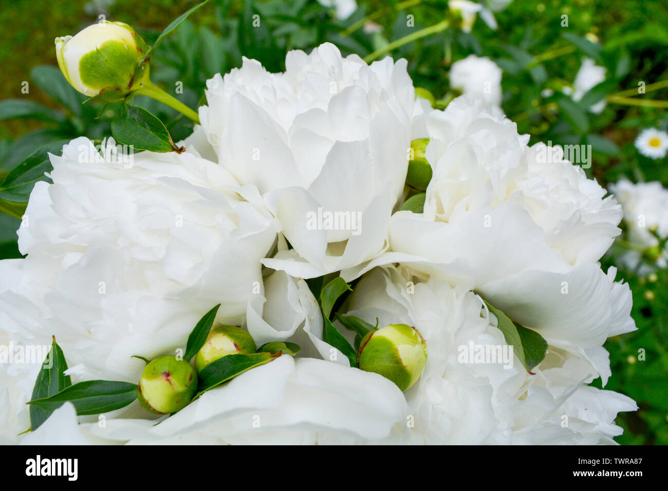 Close up of beautiful blooming white peony in summer garden. Natural flowers as floristic decoration wallpaper or greeting card. Macro view with soft Stock Photo