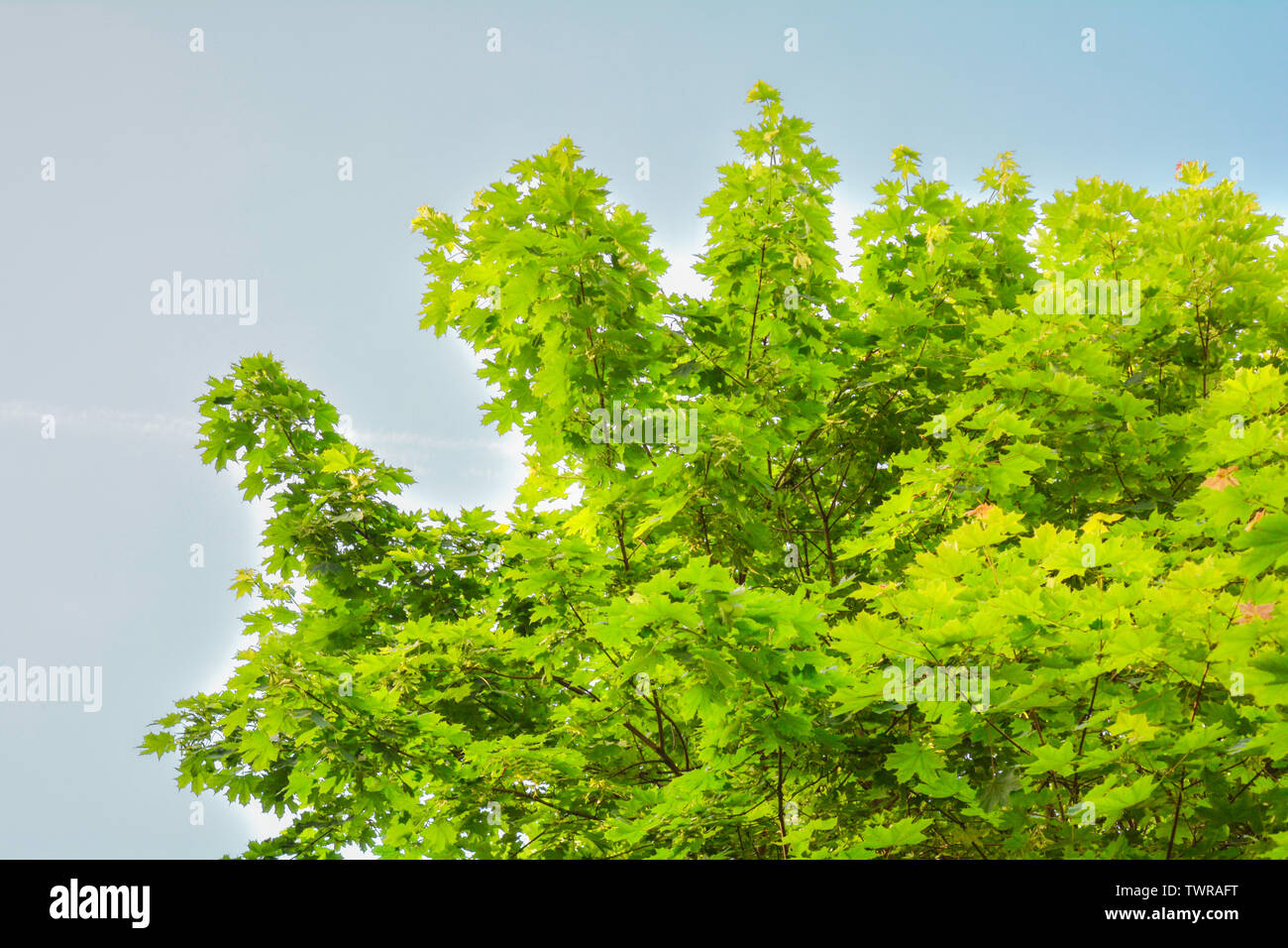 Maple tree branches with fresh green leaves on blue sky with clouds ...
