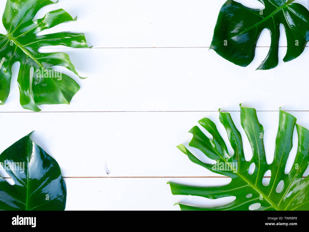 Summer flat lay scenery with tropical leaves frame on white background ...