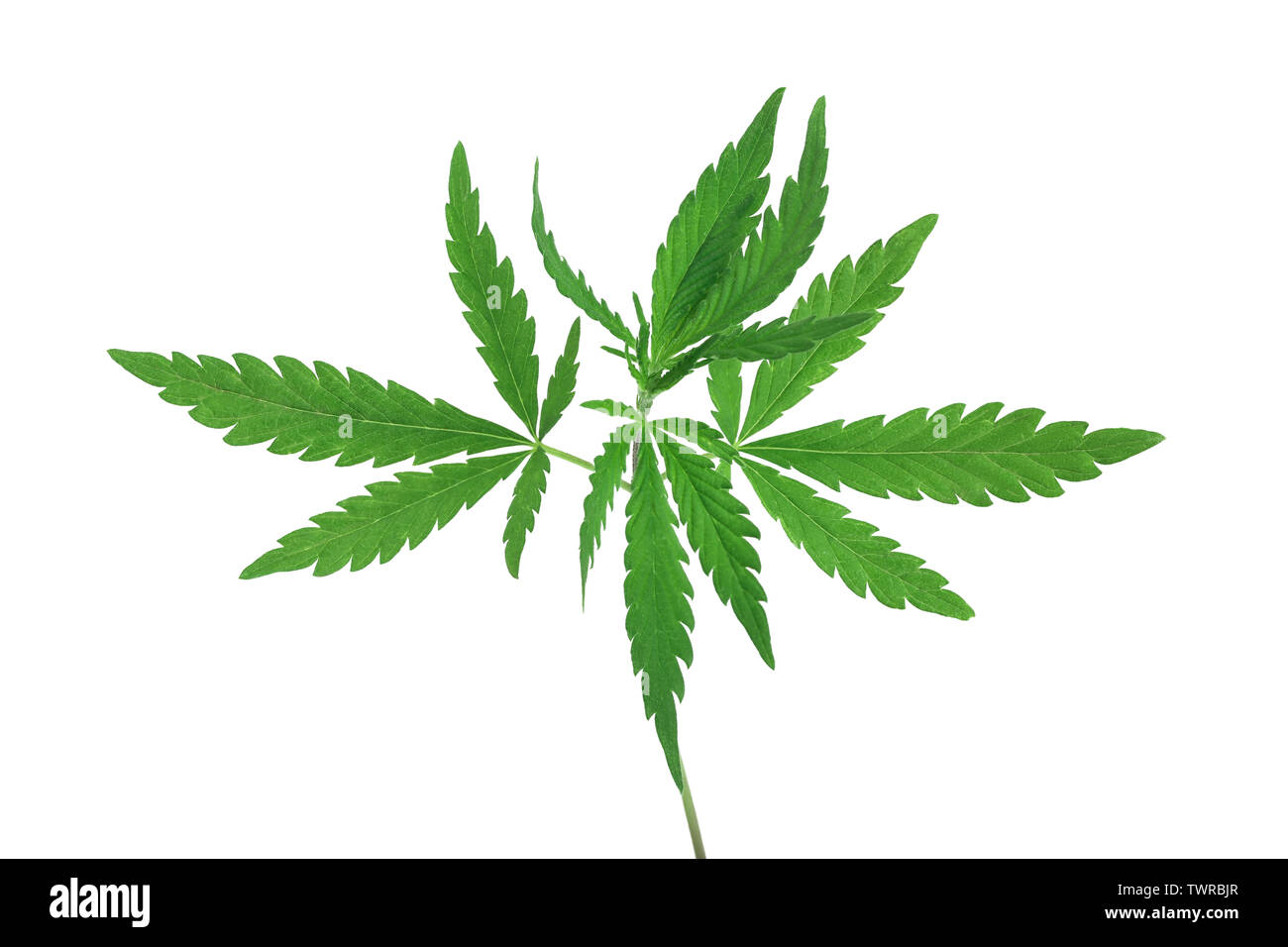 Marijuana leaf, green cannabis leaf isolated on white background Stock