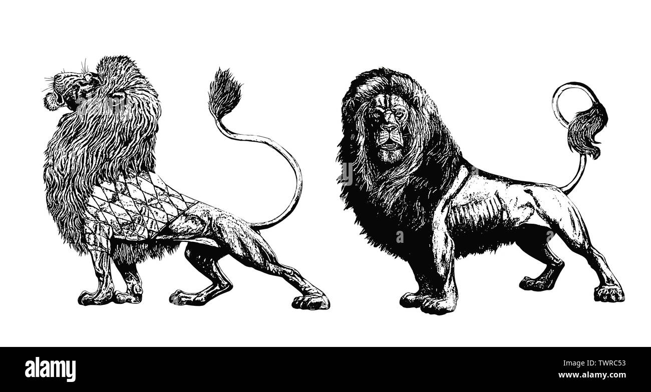 Lion silhouette. 2 Lions illustrations. Big cat drawing. Stock Photo