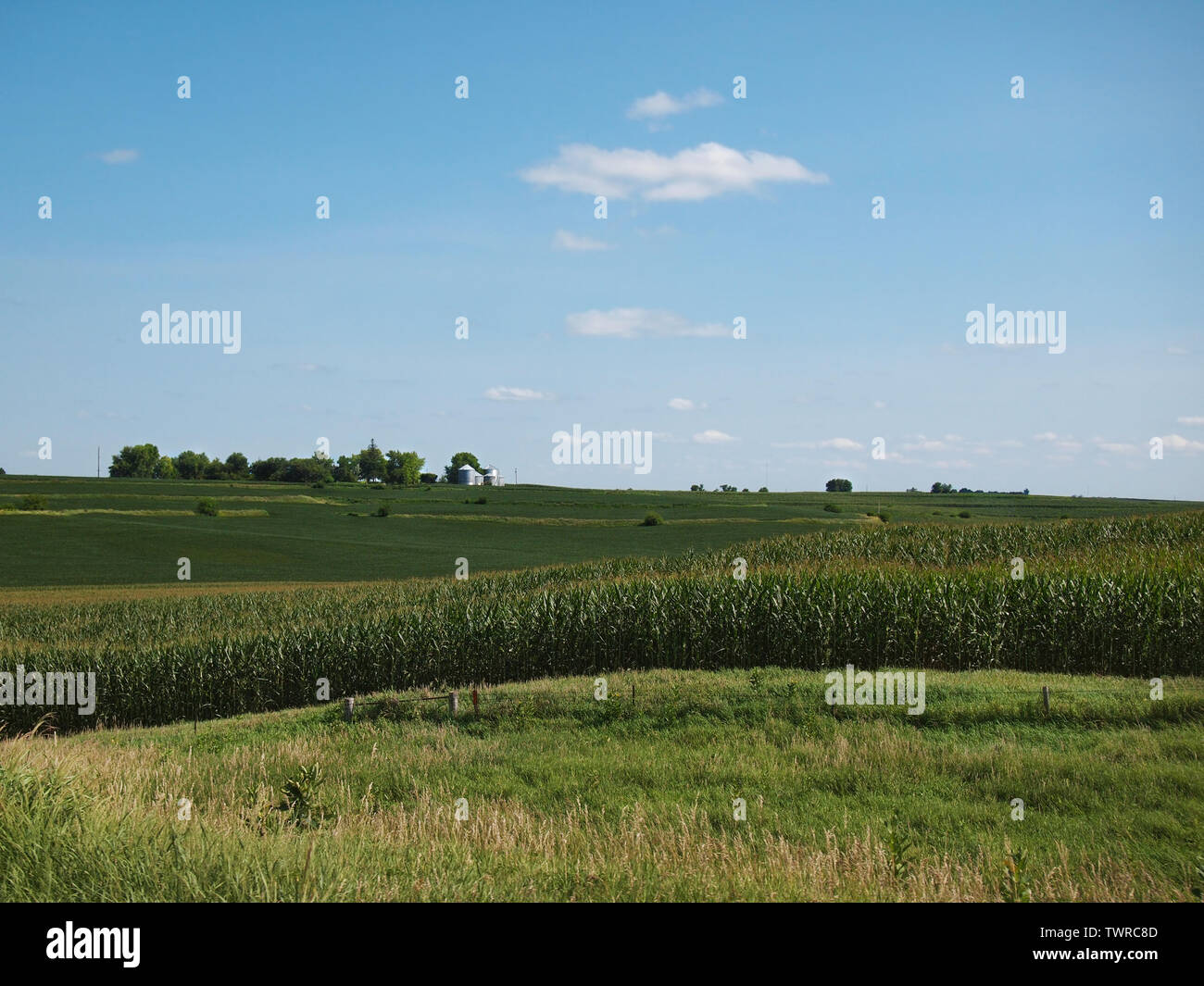A classic Iowa landscape of rolling hills planted with vibrant green corn crops growing tall in midsummer under a bright blue sky. Stock Photo