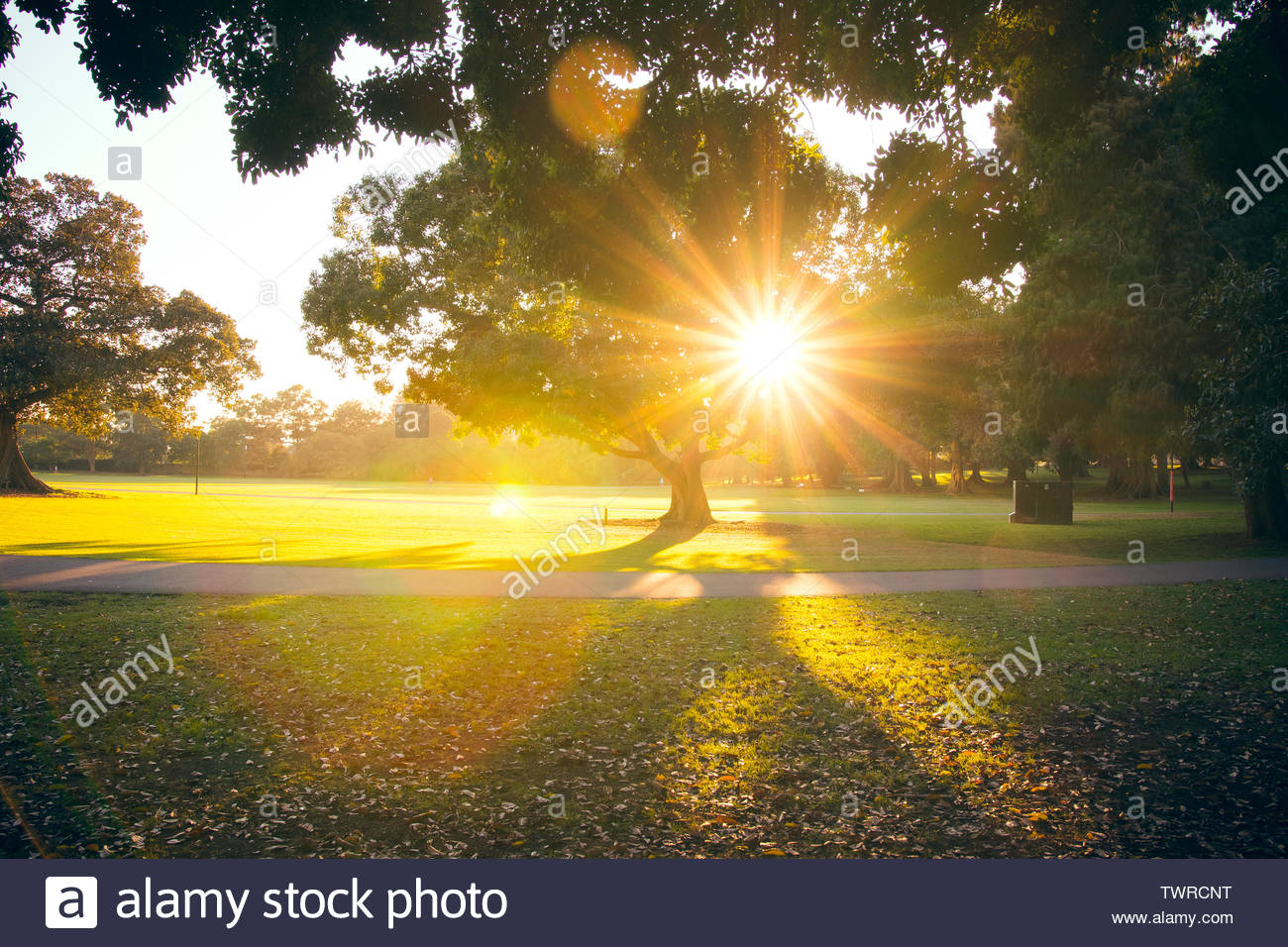 Early Morning Sun Bursts Through The Leaves Of A Colorful Tree In A City Park In Autumn Sydney Stock Photo Alamy