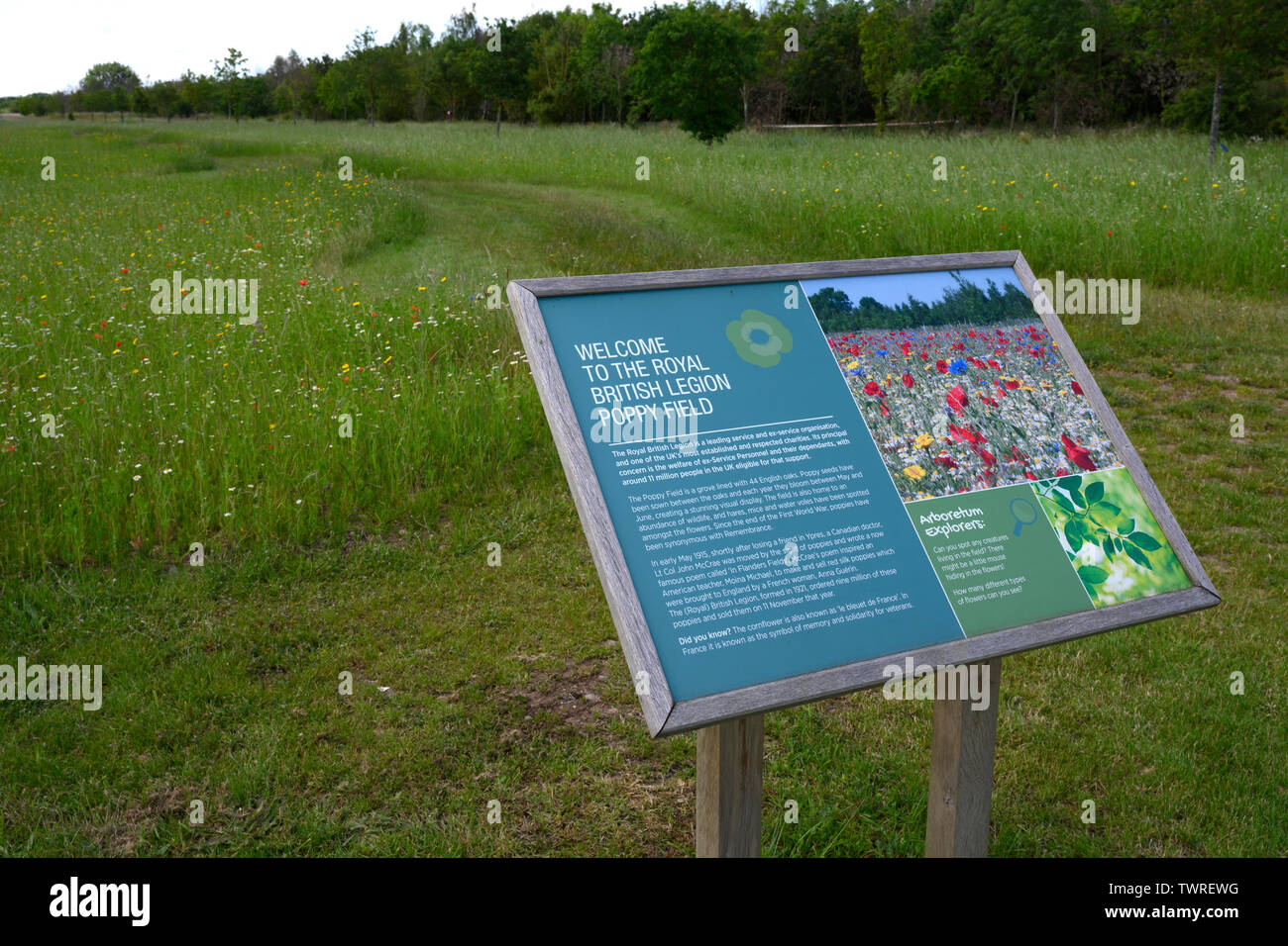 The Royal British Legion Poppy Field at the National Memorial Arboretum, Alrewas, Staffordshire, England, UK Stock Photo