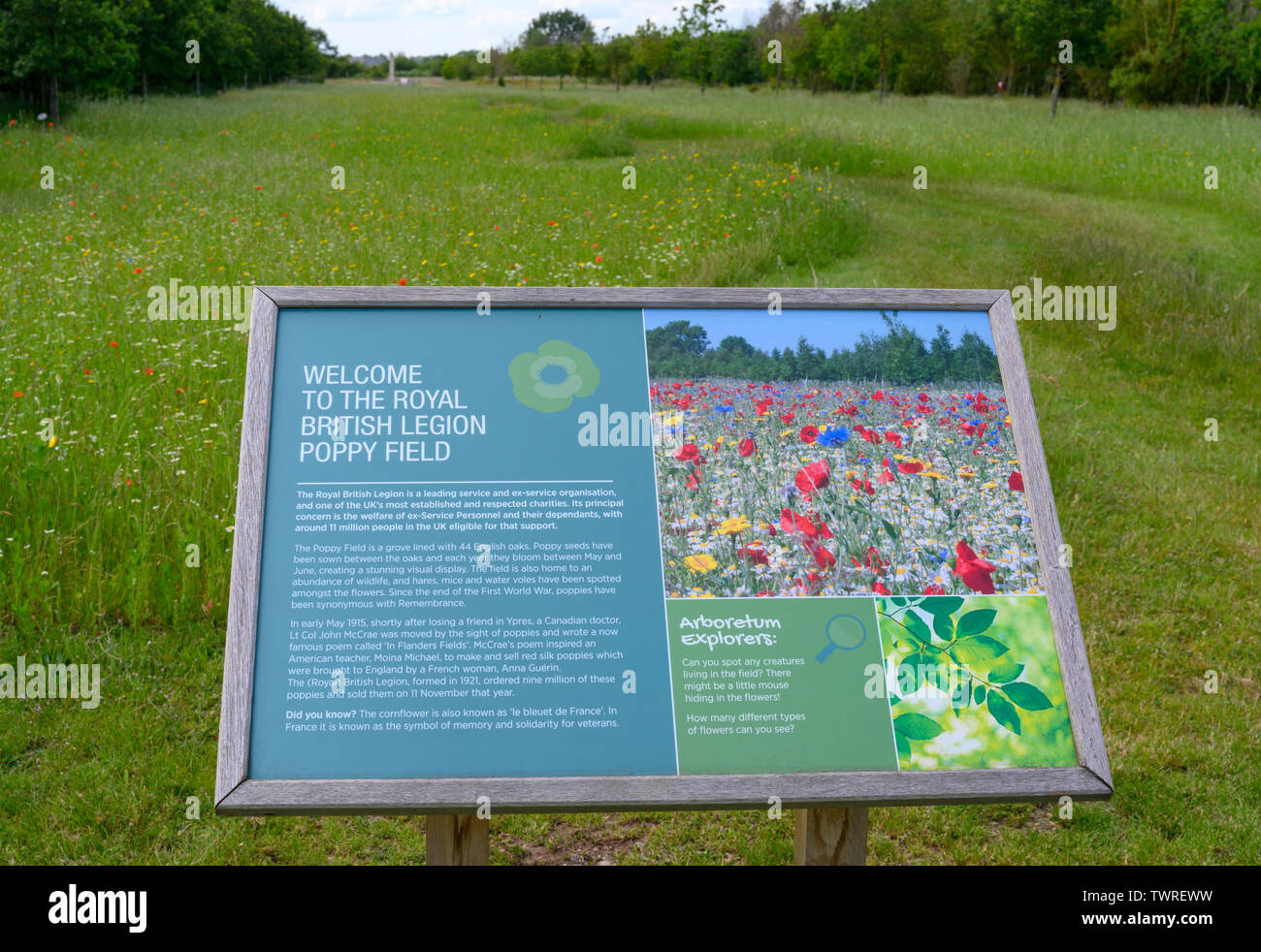 The Royal British Legion Poppy Field at the National Memorial Arboretum, Alrewas, Staffordshire, England, UK Stock Photo
