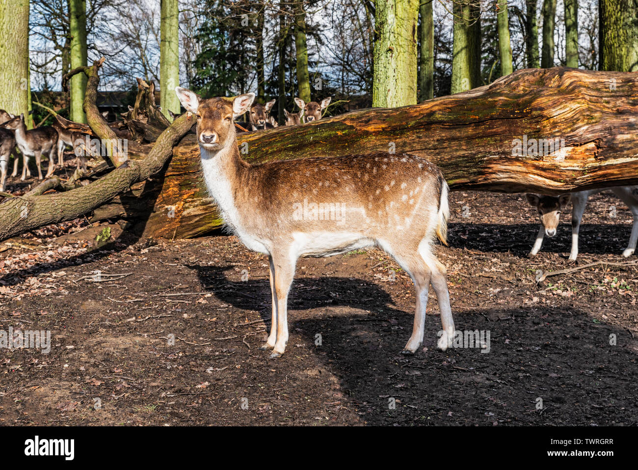 View at the Young deer at the park in Gerresheim, Dusseldiorf, Germany. Stock Photo