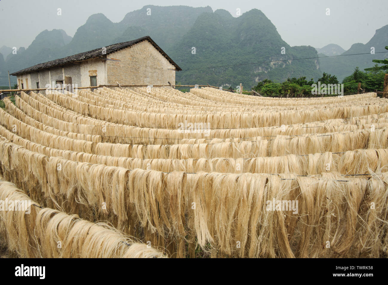 Sisal fiber, raw material from China Stock Photo Alamy