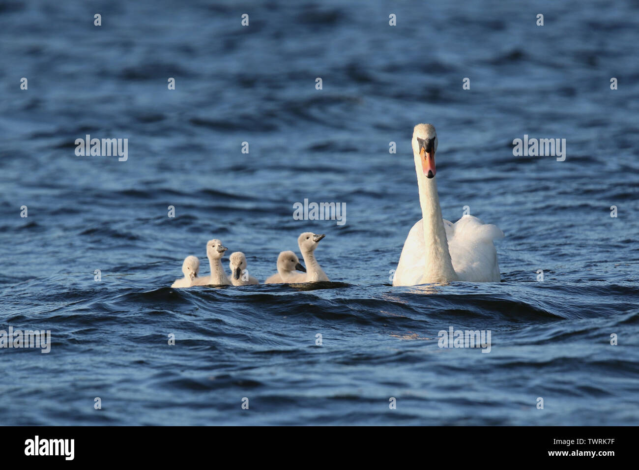 A mother Mute Swan Cygnus olor swimming with five young cygnets Stock Photo