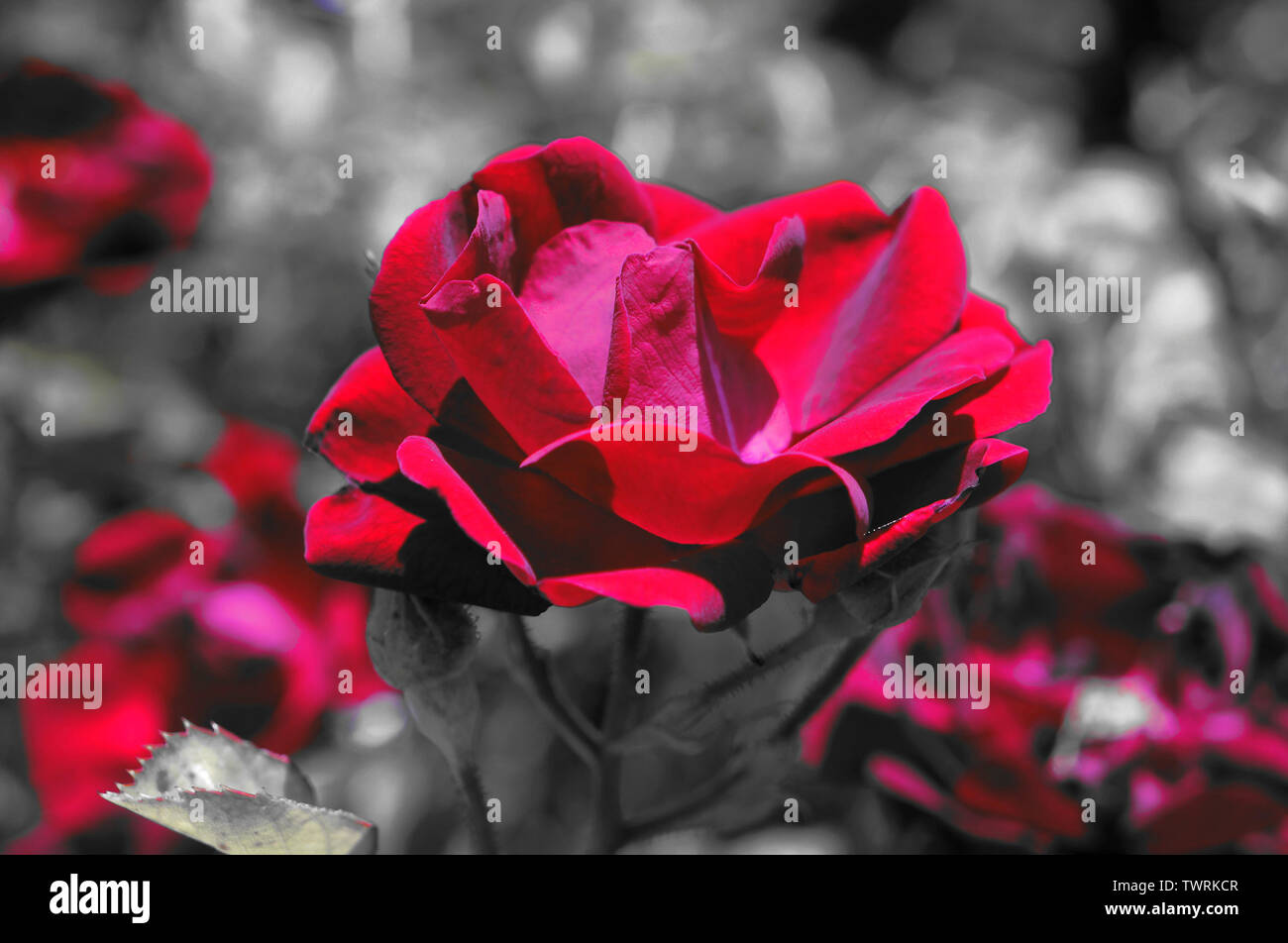 Red rose on black and white background Stock Photo