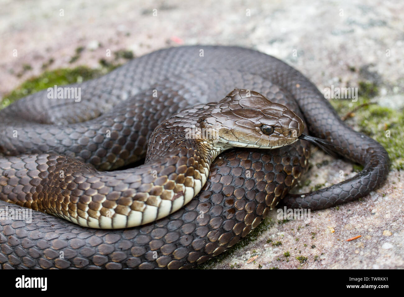 Tiger snake snake hi-res stock photography and images - Page 7 - Alamy