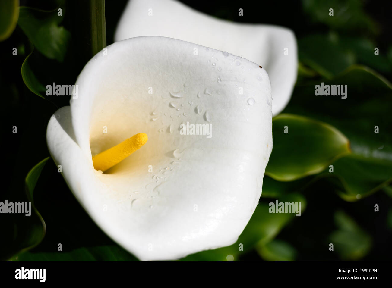 Calla Lily Bloom and Water Droplets along California coast Stock Photo