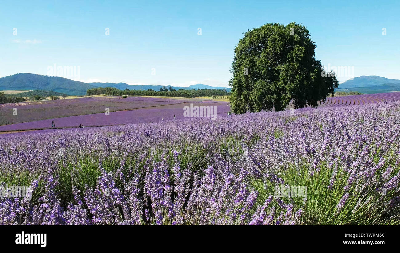 lavender plants in bloom at a farm in tasmania Stock Photo Alamy