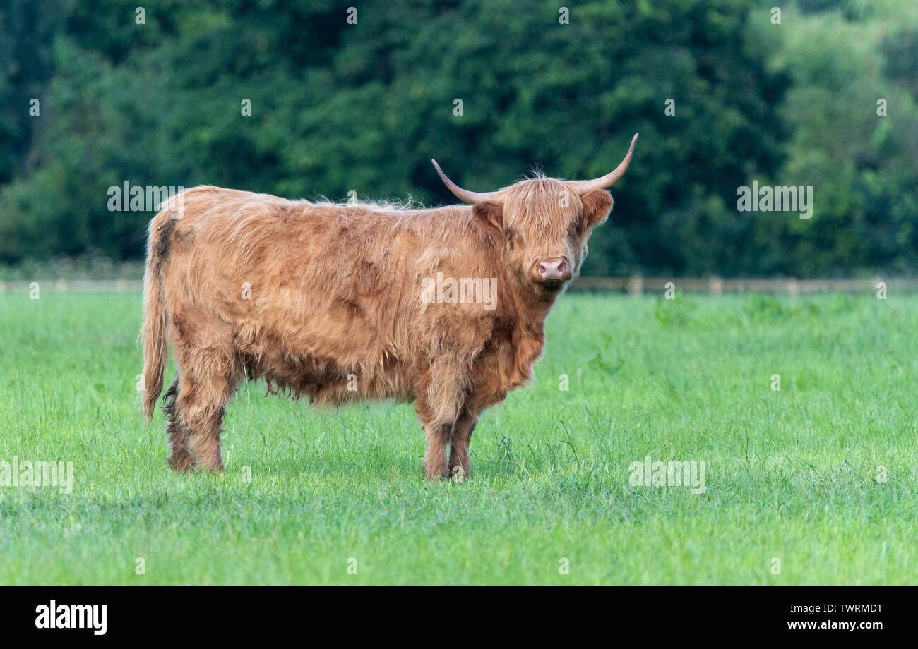 A close up photo of a Highland Cow Stock Photo - Alamy