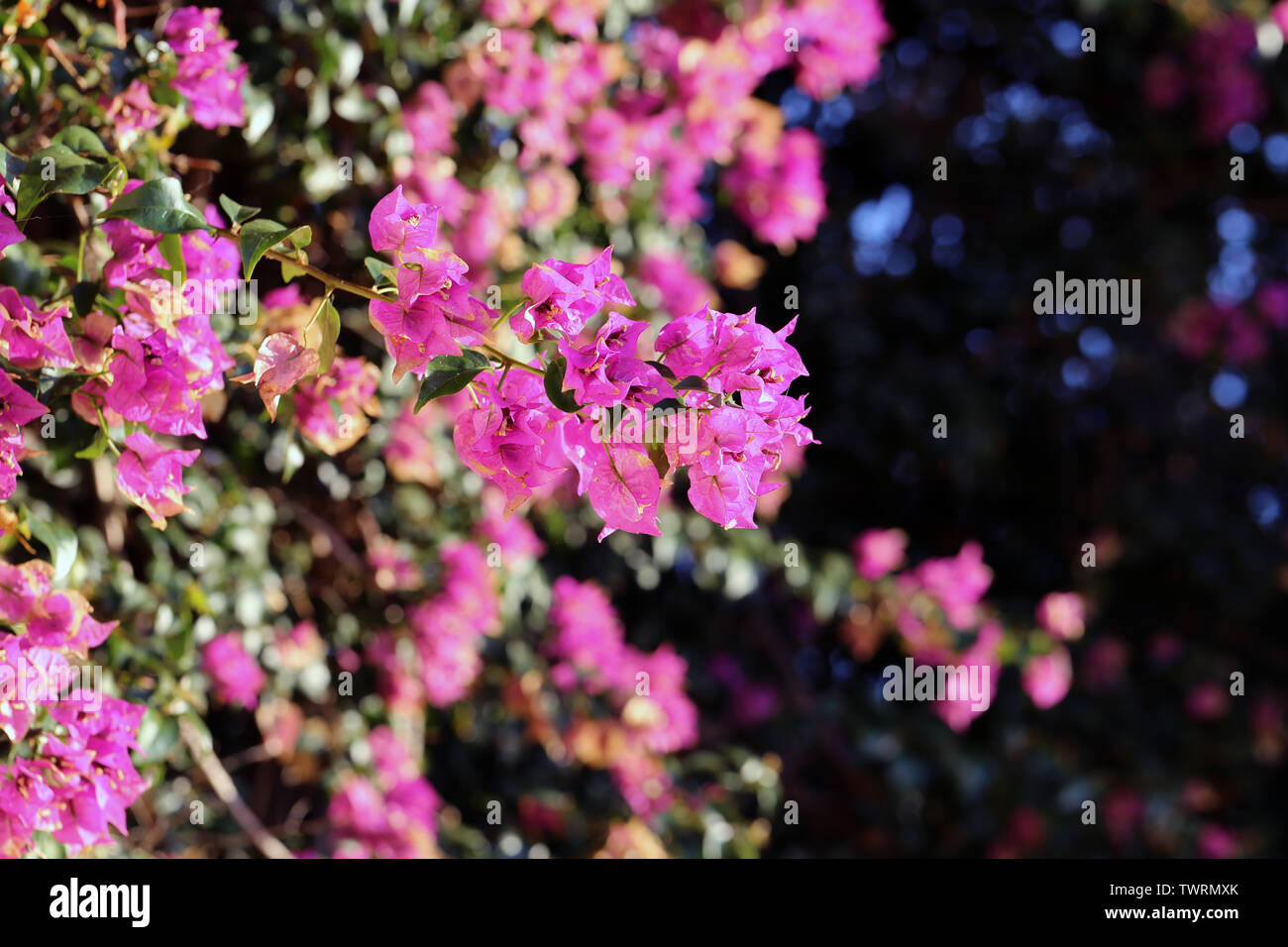 Multiple pink / purple bougainvillea flowers with a dark background. Photographed in the tropical paradise of Madeira, Portugal during a sunny spring. Stock Photo
