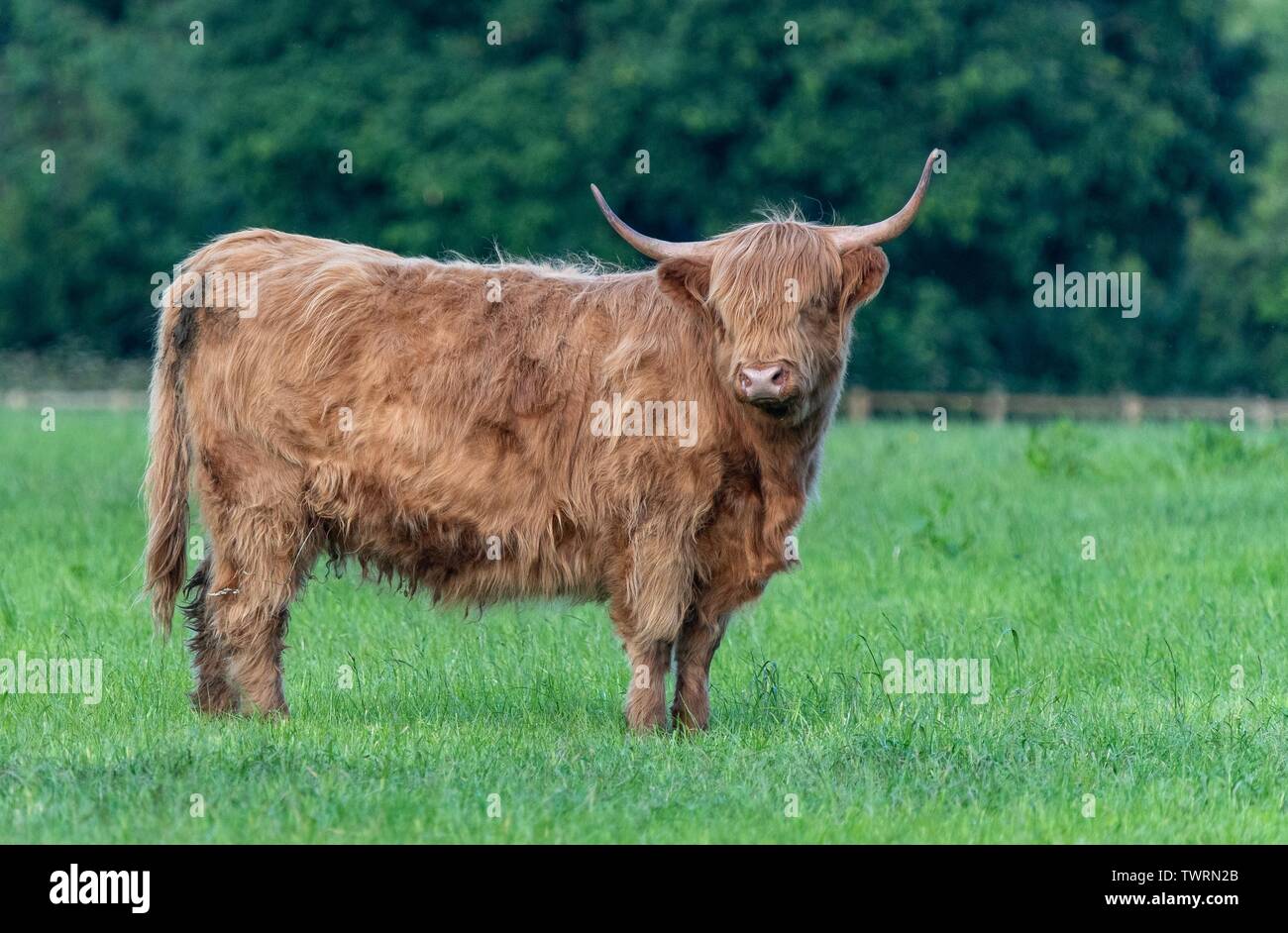 A close up photo of a Highland Cow Stock Photo - Alamy