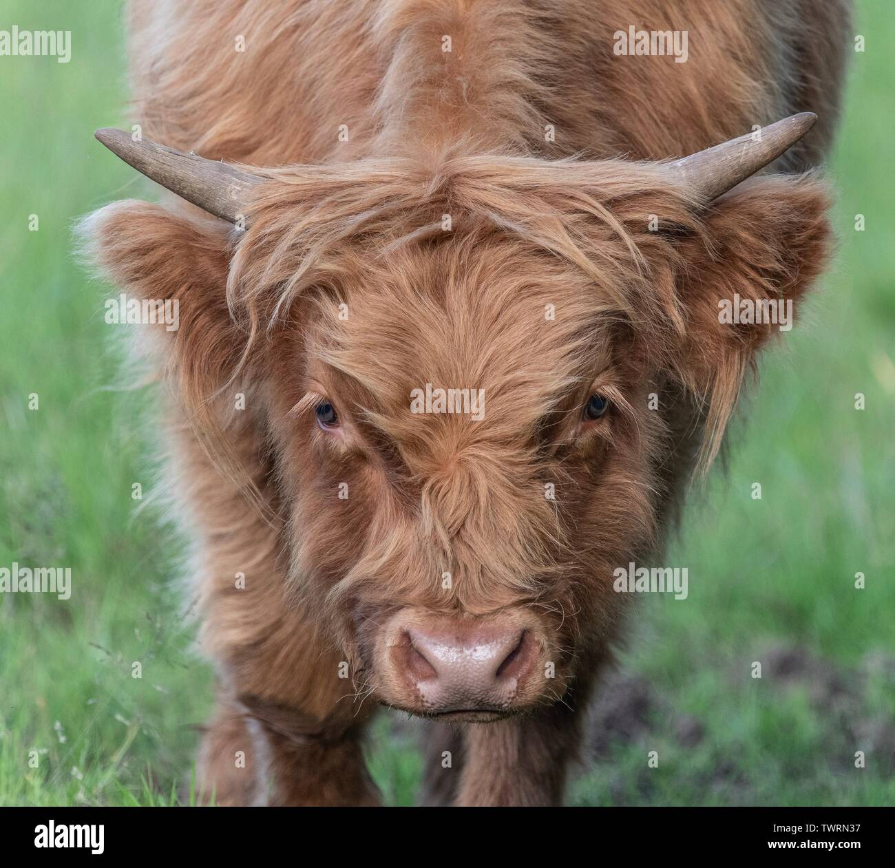 A close up photo of a Highland Cow Stock Photo - Alamy