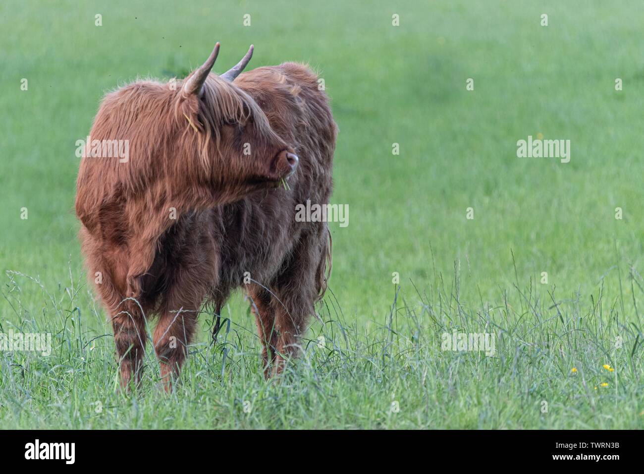A close up photo of a Highland Cow Stock Photo - Alamy