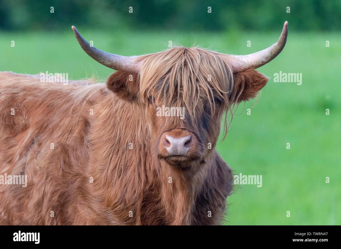 Highland cow face close up hi-res stock photography and images - Alamy