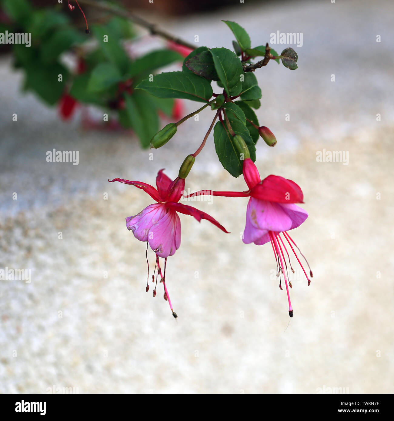 Pink fuchsia flowers in a macro image. Multiple pink flowers surrounded with some green leaves photographed during a sunny spring day in Madeira. Stock Photo