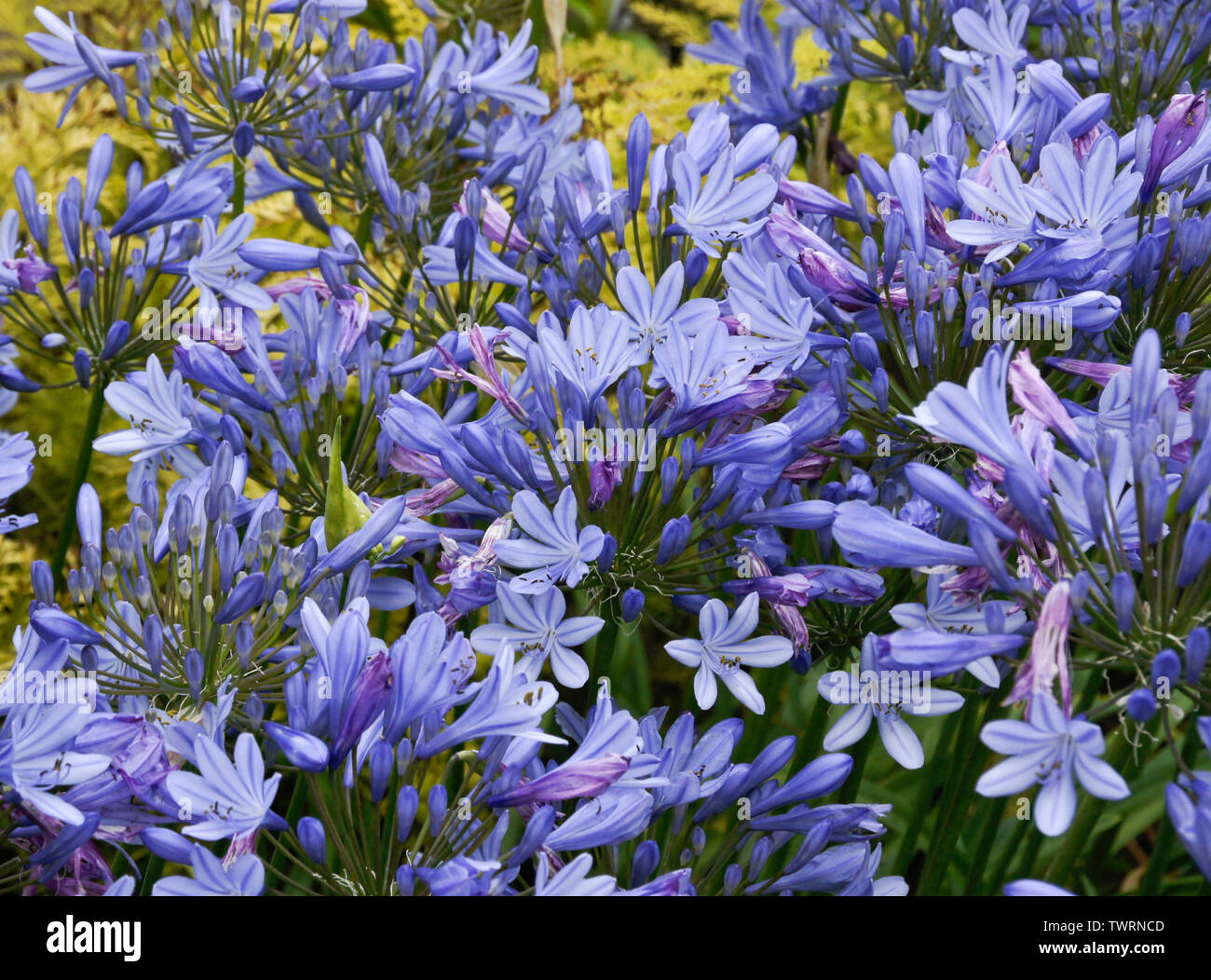 Blue agapanthus plant in bloom Stock Photo