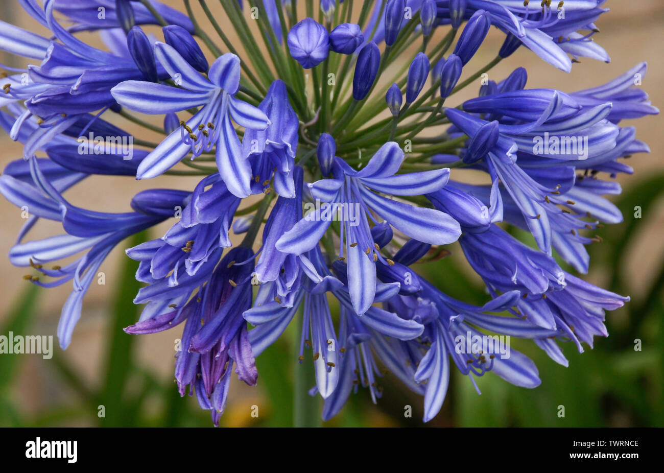 Blue agapanthus plant in bloom Stock Photo