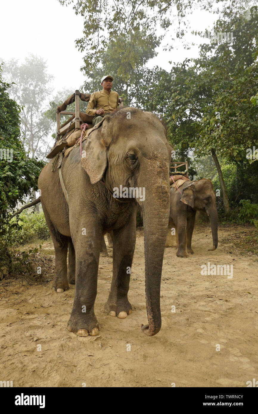 Domesticated Asian elephants ready for tourist safari in Chitwan National Park, Nepal Stock Photo