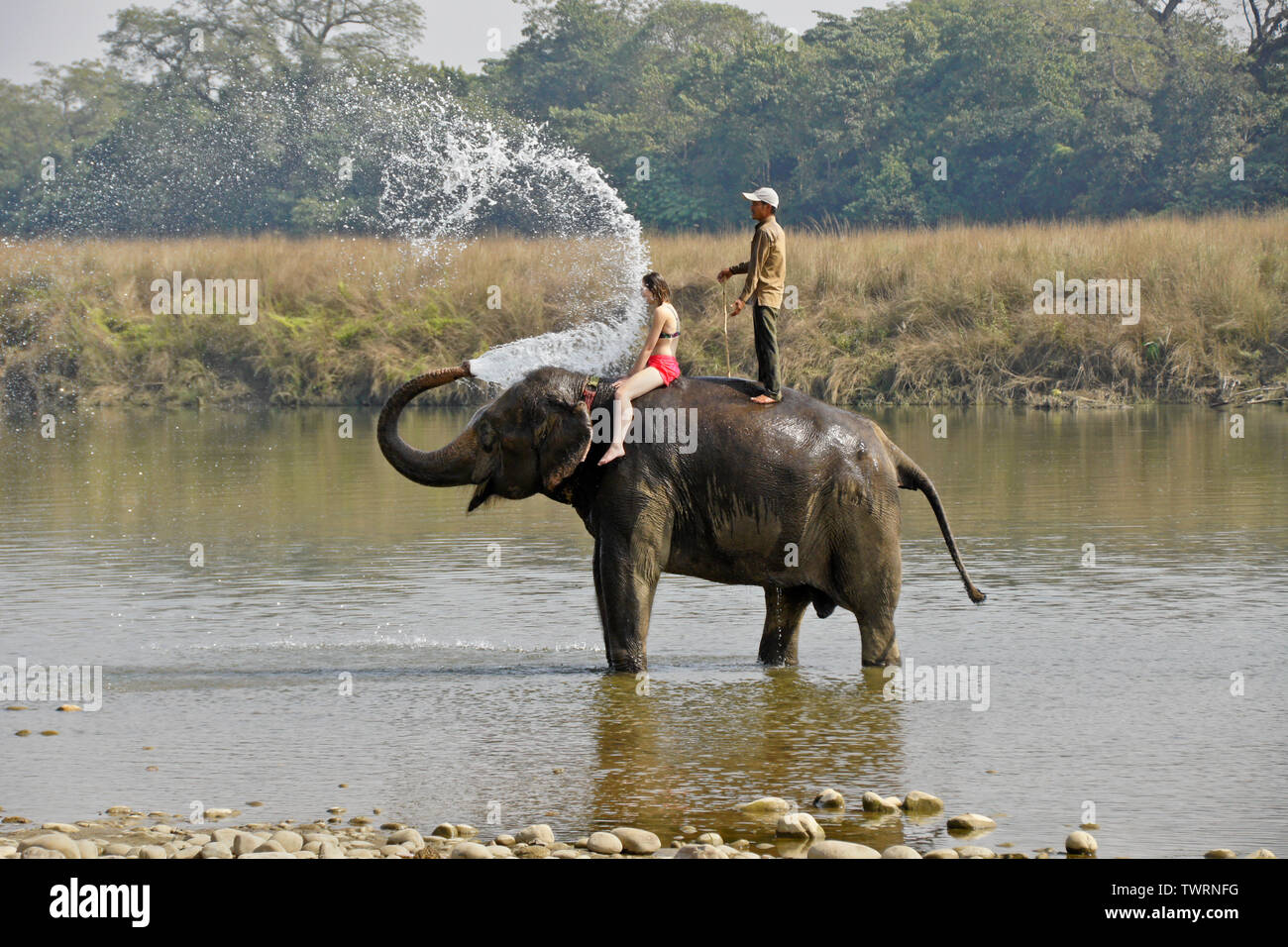 Female tourist and mahout on Asian elephant spraying water in Rapti River, Chitwan National Park, Nepal Stock Photo