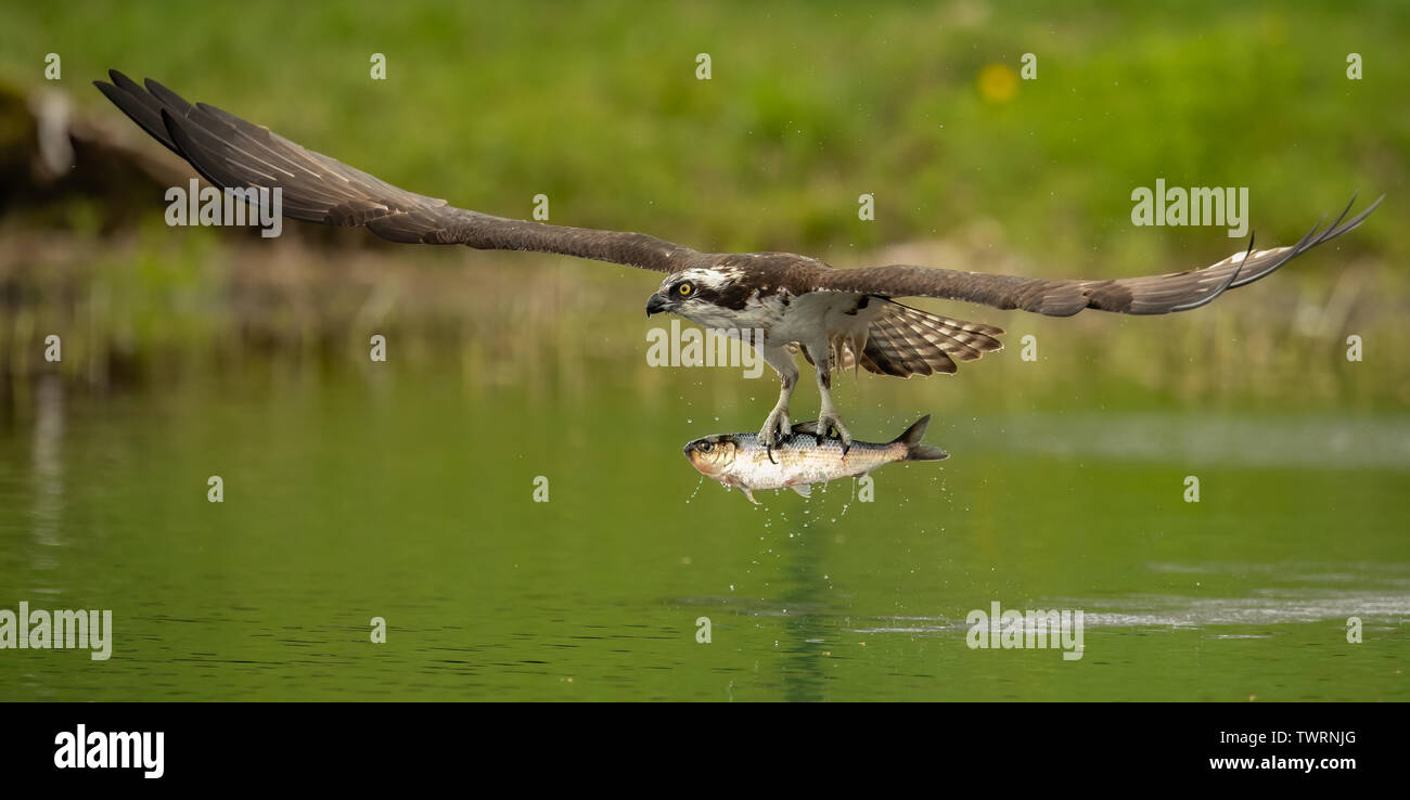 Osprey catching a Fish Stock Photo Alamy