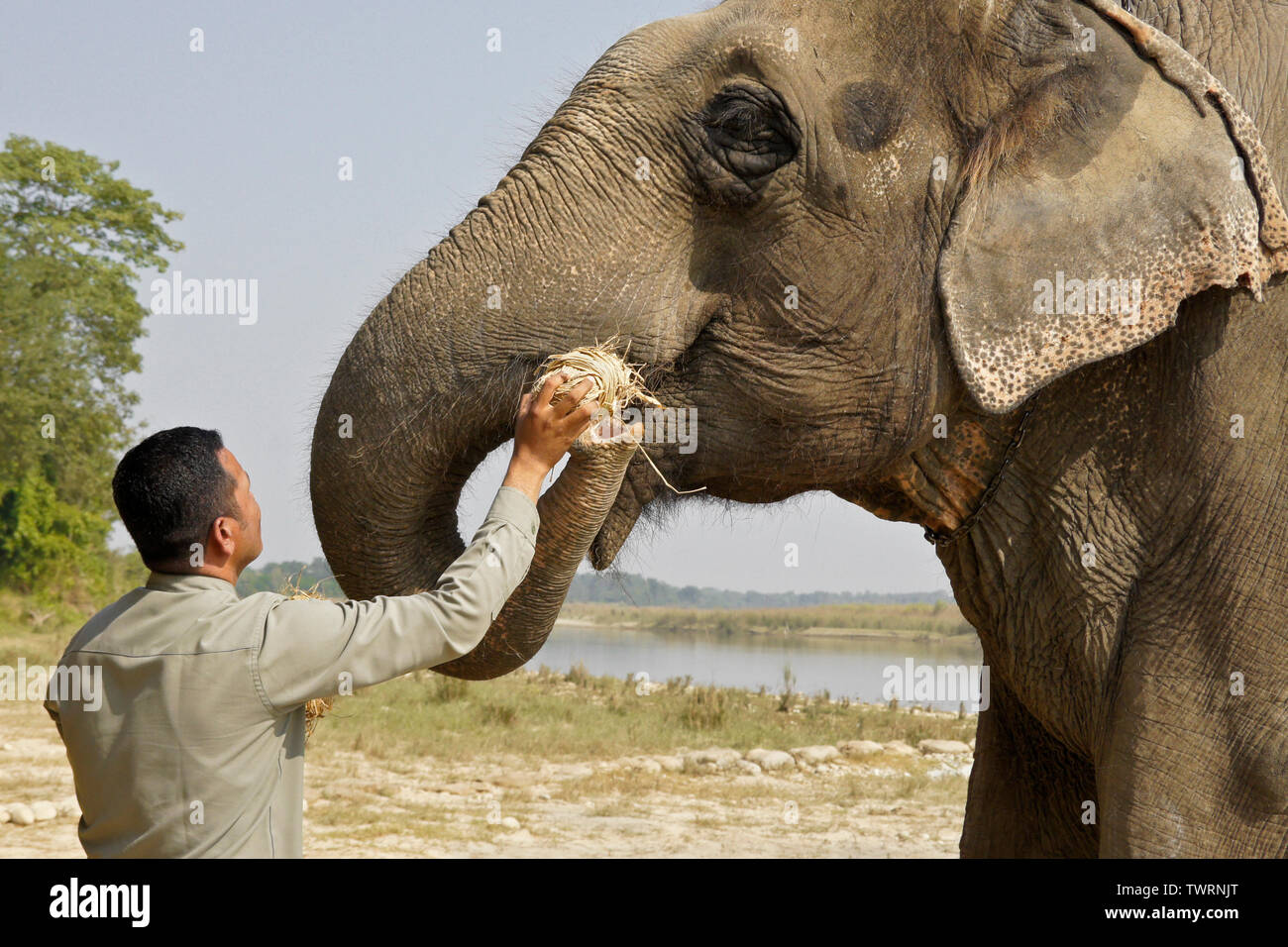 Barahi Jungle Lodge naturalist feeding snack to domesticated Asian elephant, Chitwan National Park, Nepal Stock Photo