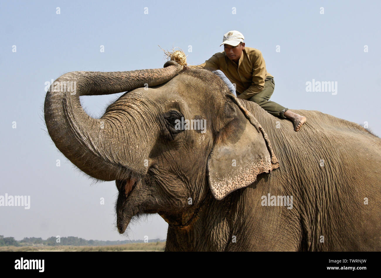 Mahout feeding snack to domesticated Asian elephant, Chitwan National Park, Nepal Stock Photo
