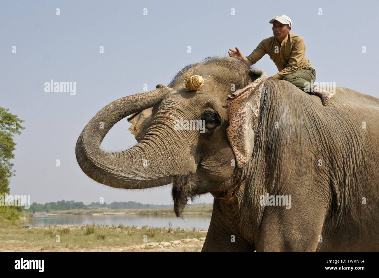 Mahout feeding snack to domesticated Asian elephant, Chitwan National Park, Nepal Stock Photo