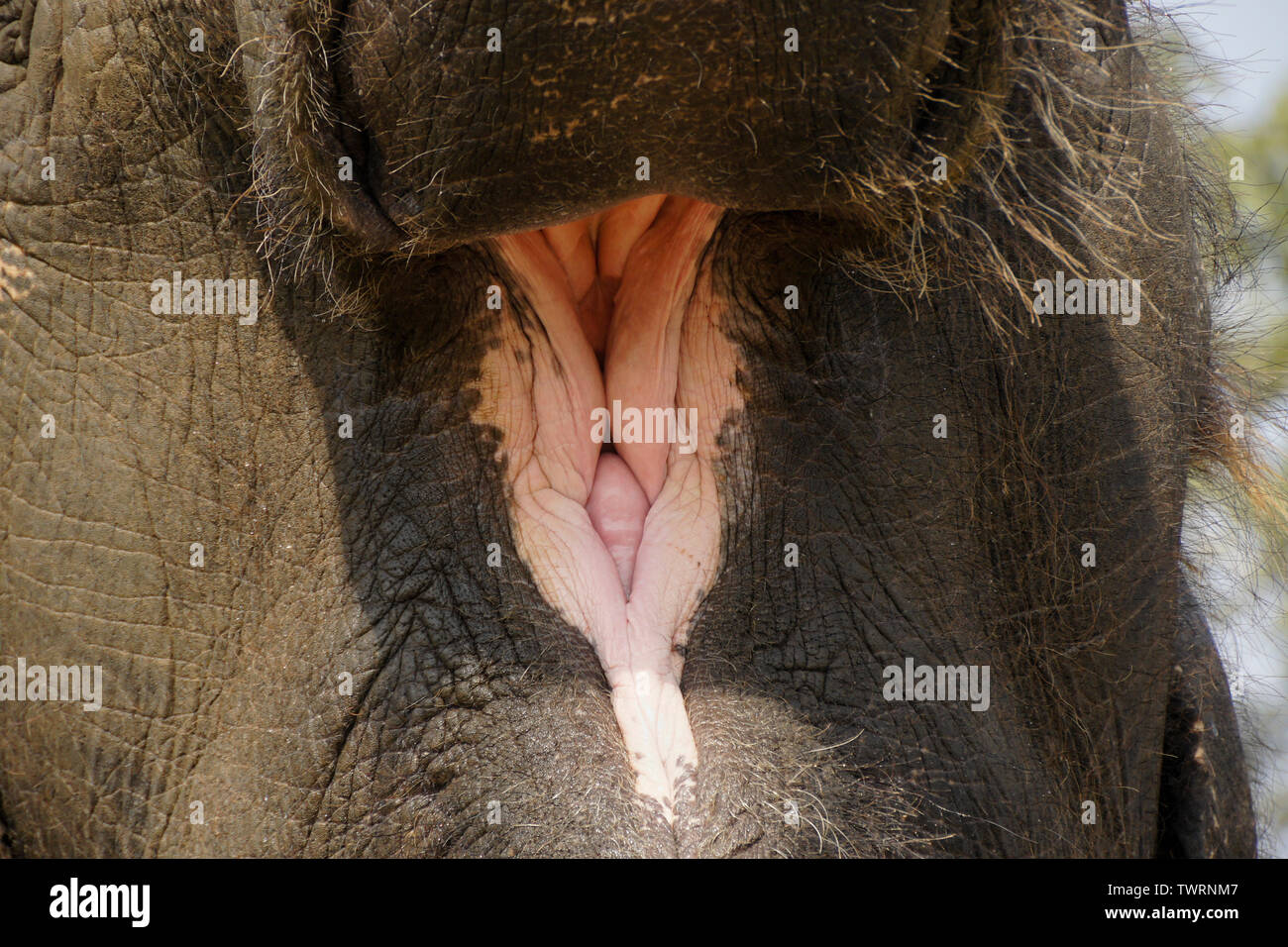 Closeup of open mouth of Asian elephant Stock Photo