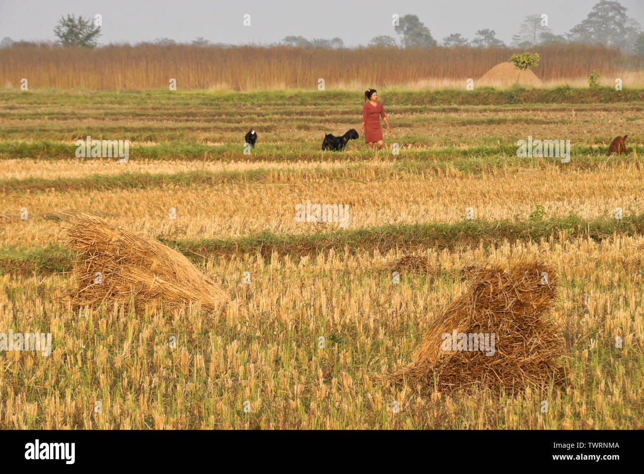 Woman with goats in harvested field next to village of Tharu ethnic group near Chitwan, Nepal Stock Photo