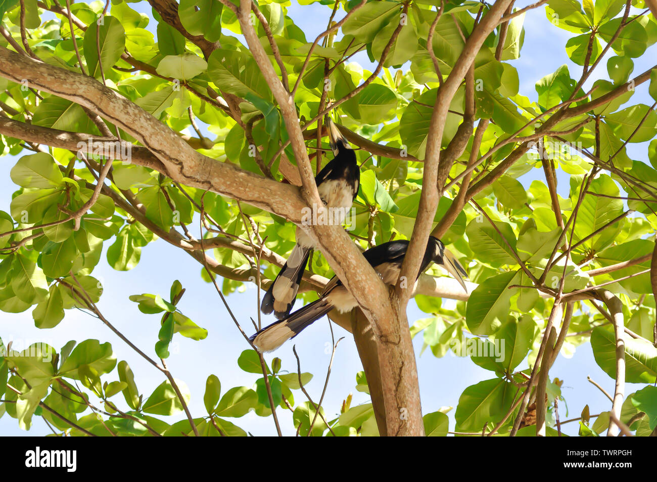 hornbill bird,bucerotidae bird on the tree ,great hornbill Stock Photo