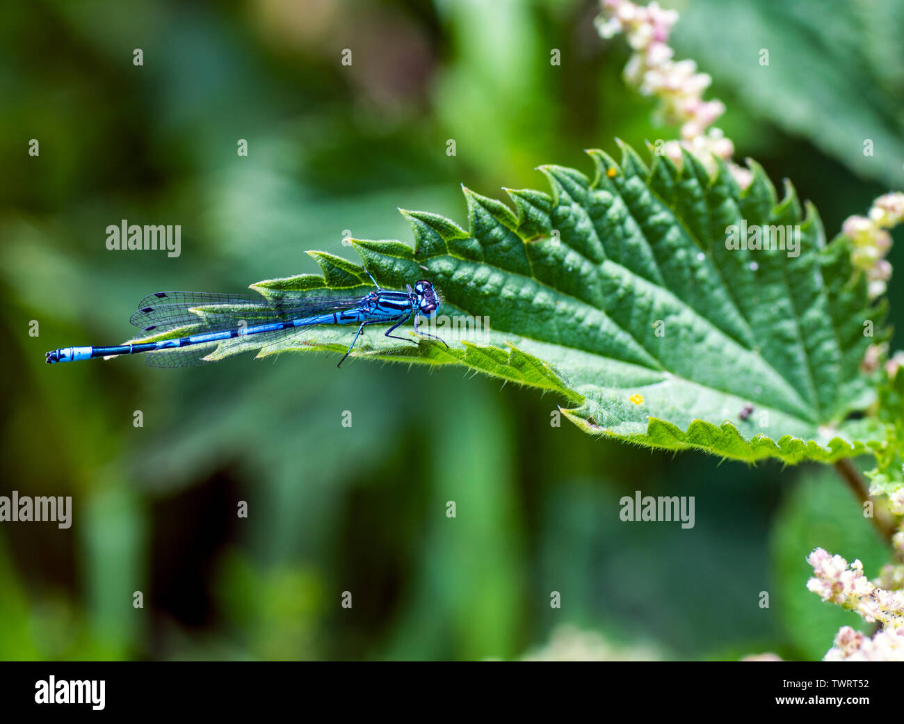 Male Azure damselfly (Coenagrion puella) on a leaf Stock Photo - Alamy