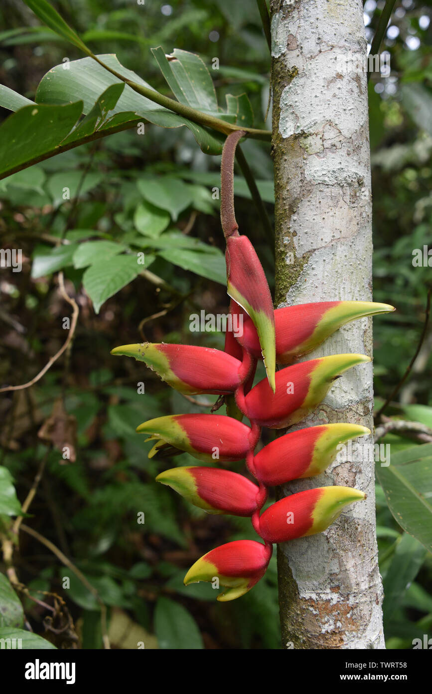 Heliconia plants in a tropical forest in the Chanchamayo region of Peru Stock Photo