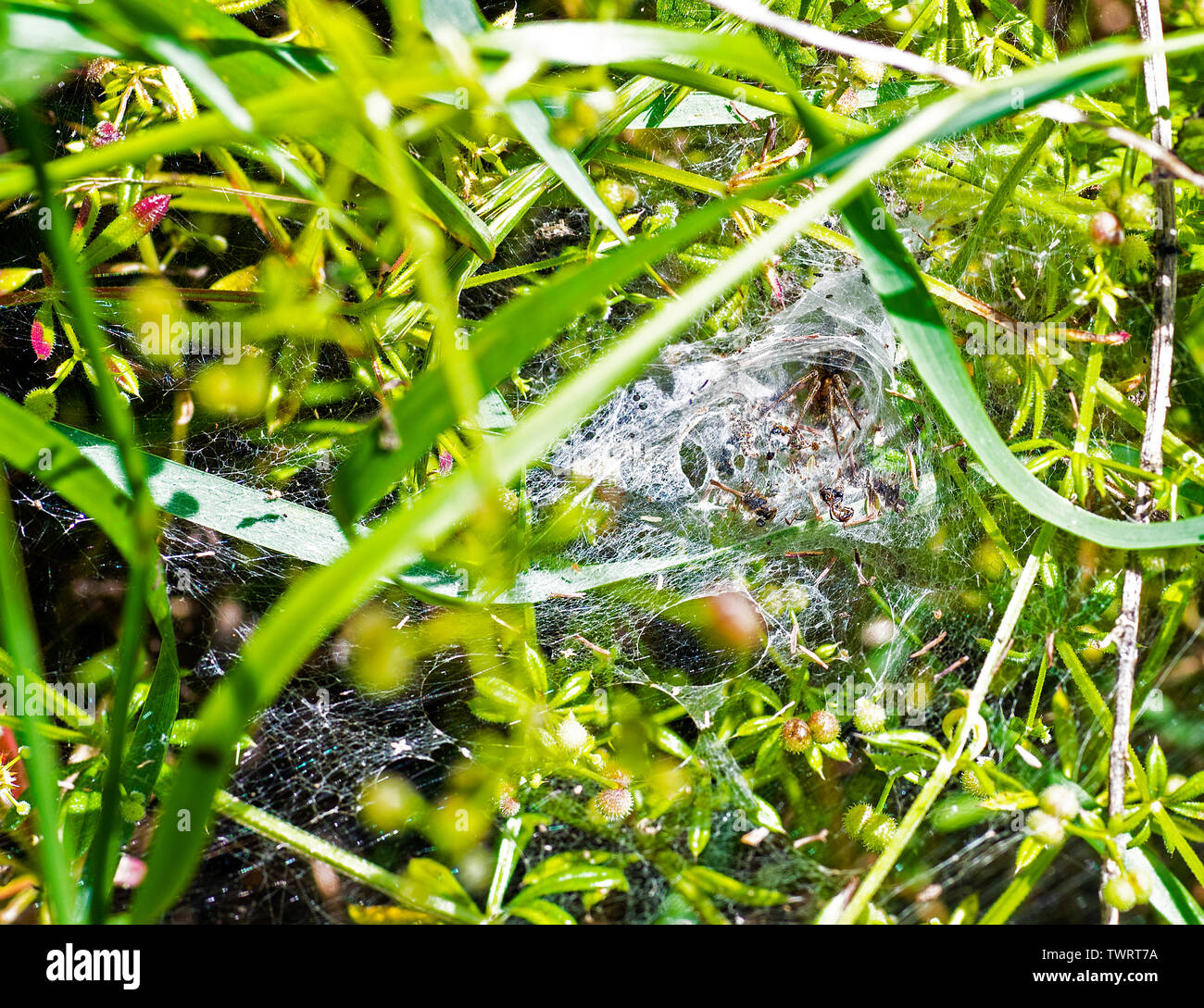 Cobweb Funnel Weaver Spider (Tegenaria duellica) with web-trapped food Stock Photo