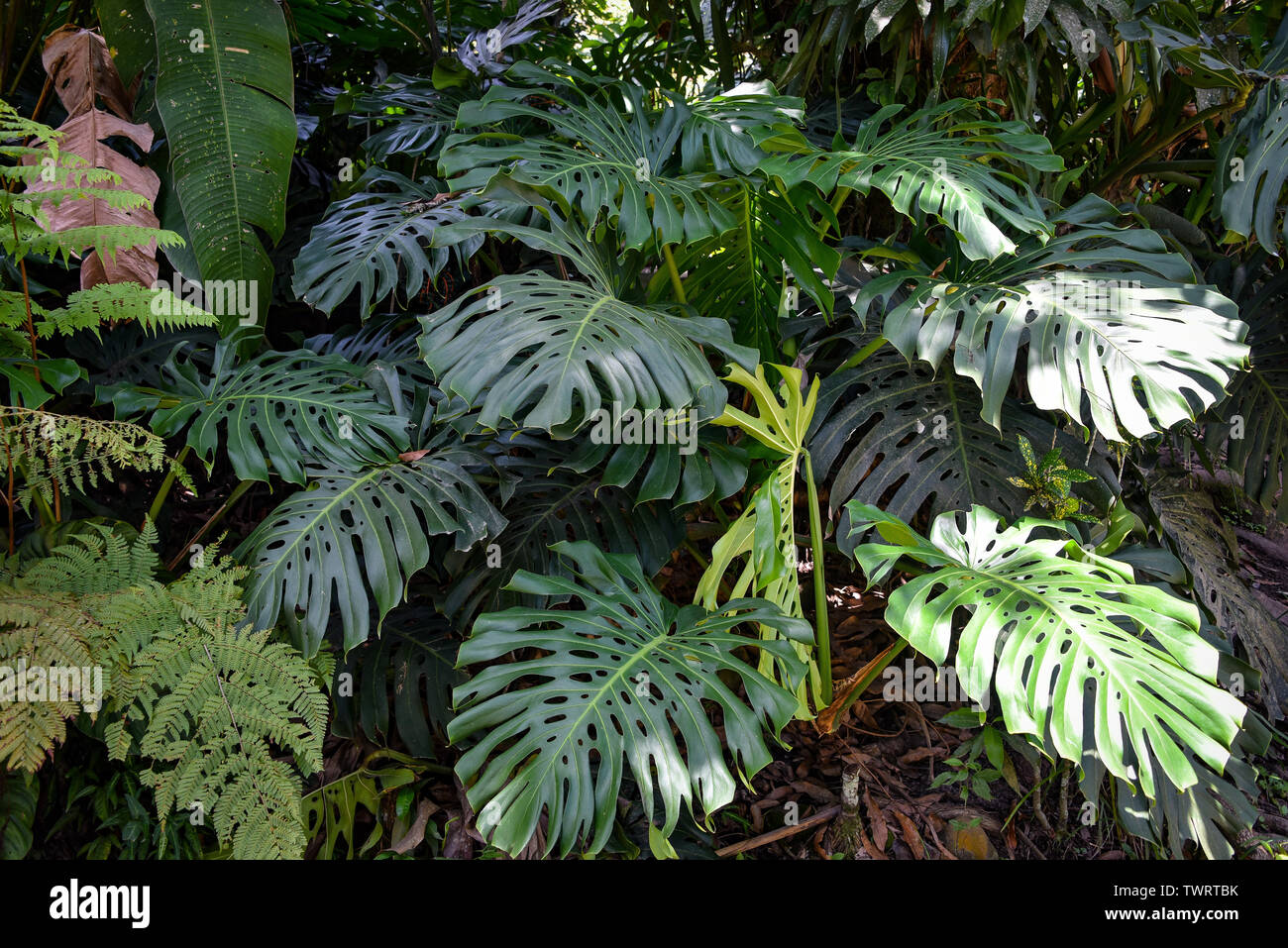 Monstera plants growing in tropical forest in the Chanchamayo region of Peru Stock Photo