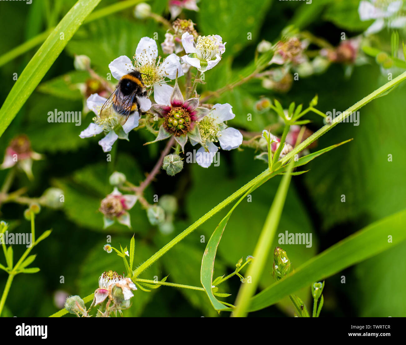 Bee on a Blackberry Bramble Stock Photo