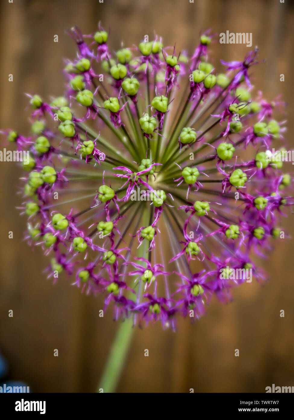 Alliums ornamental onions, bold and architectural, rounded heads, purple flowers, attractive seedheads, Allium stipitatum,  Mount Everest, Stock Photo