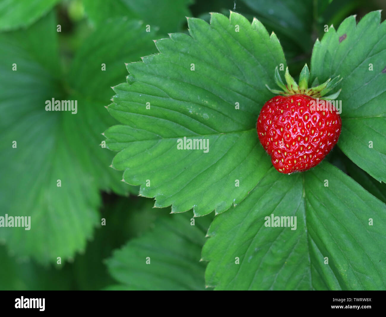 close up of one ripe red strawberry on leaf with copy space, fresh healthy fruit background. Stock Photo