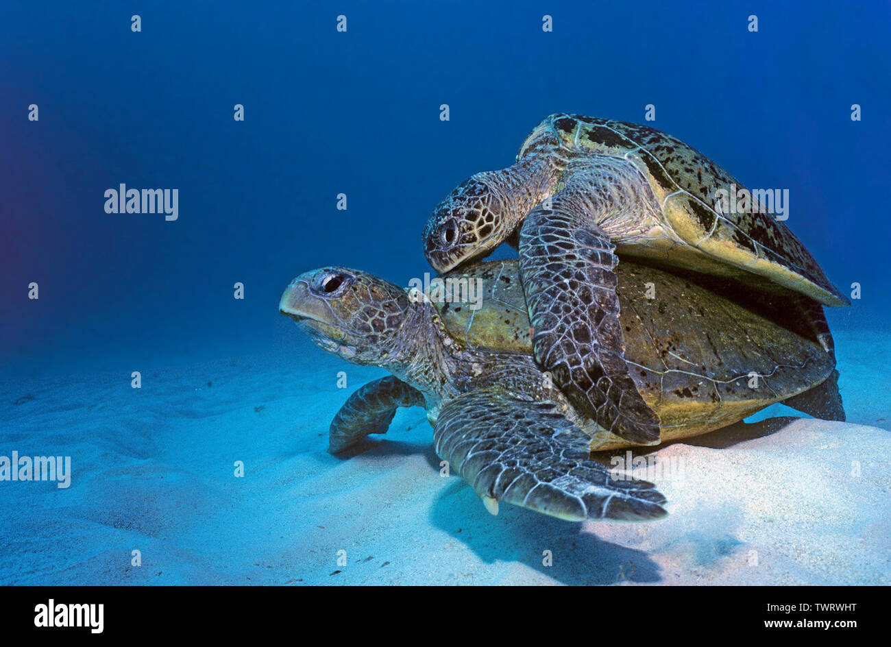 Green Sea Turtle (Chelonia mydas), pair mating on sandy bottom, Sipadan, Borneo, Malaysia Stock Photo