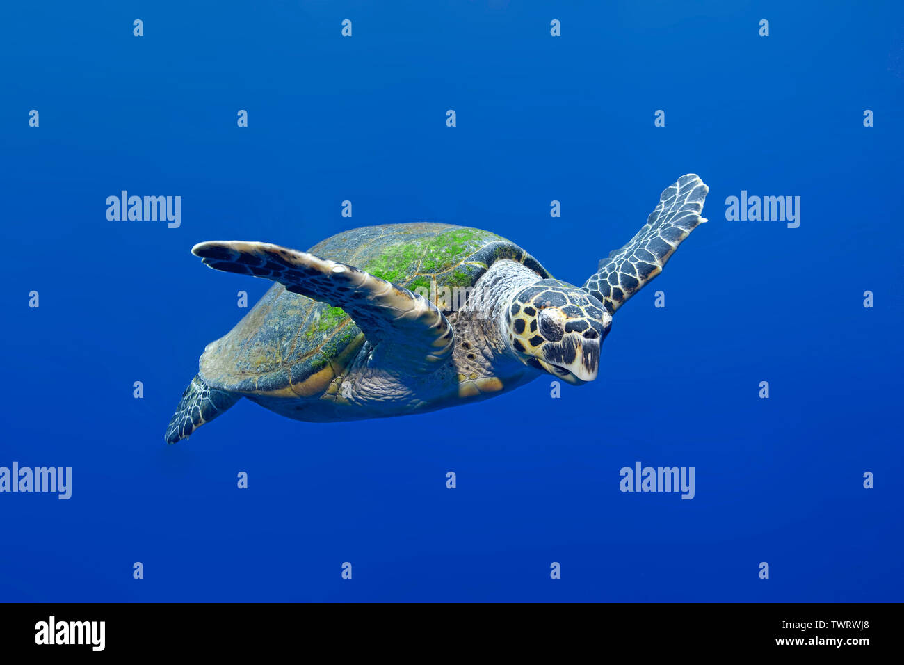 Hawksbill turtle (Eretmochelys imbricata) swimming in blue water, Marsa Alam, Egypt Stock Photo