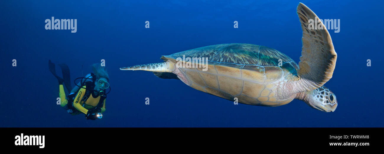 Scuba diver and Green Sea Turtle (Chelonia mydas) in blue water, Ari Atoll, Maledive islands Stock Photo