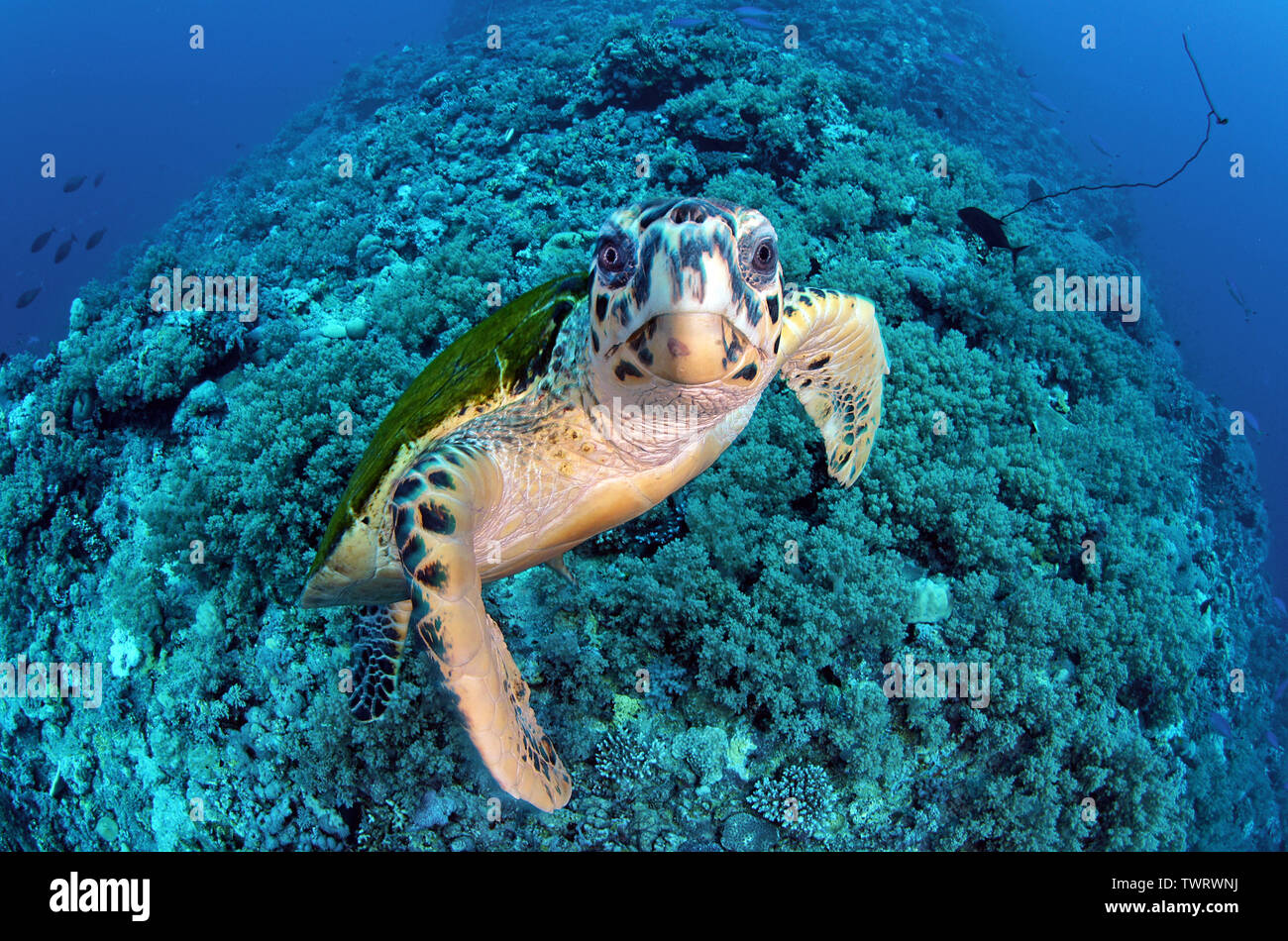 Green Sea Turtle (Chelonia mydas), swimming above a coral reef, Sharm el Sheikh, Sinai, Egypt Stock Photo