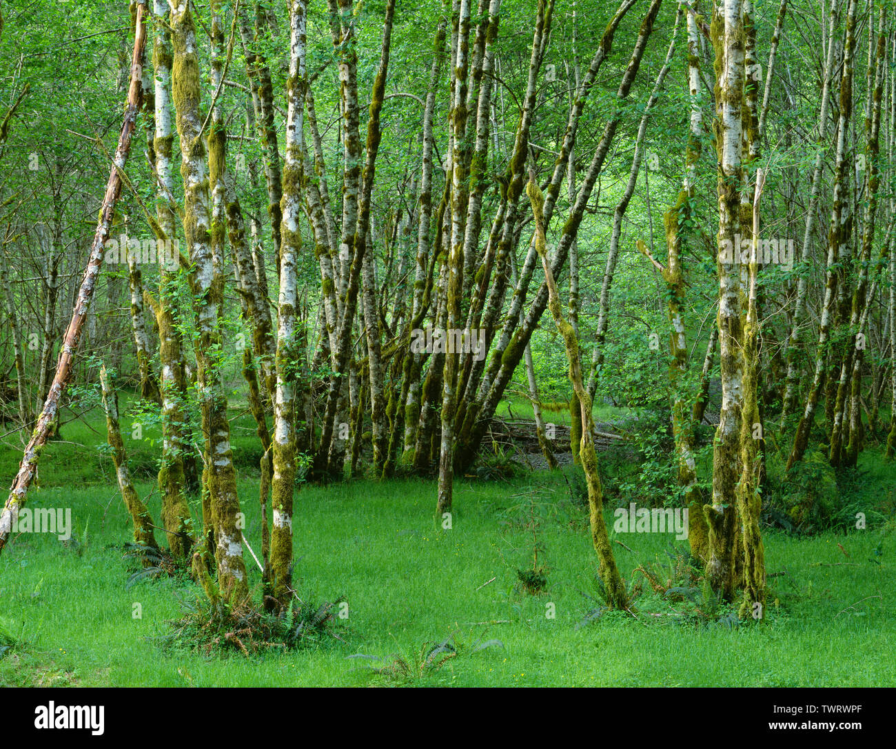 Red alder grove hi-res stock photography and images - Alamy